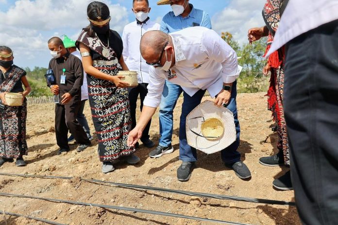 Ketua DPD RI saat menanam bibit Jagung di Kebun Manek Termanu di Holly Farm, Kabupaten Rote Ndao, Nusa Tenggara Timur, beberapa waktu lalu.